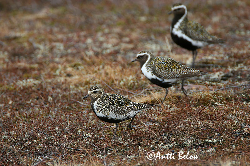 Avainsanat: Daurada grossa Hjejle Goudplevier European Golden Plover Rüüt Kapustarinta Pluvier doré Goldregenpfeifer Aranylile Heiðlóa Heilo Tarambola-dourada Pluvialis apricaria Chorlito Dorado Europeo Ljungpipare