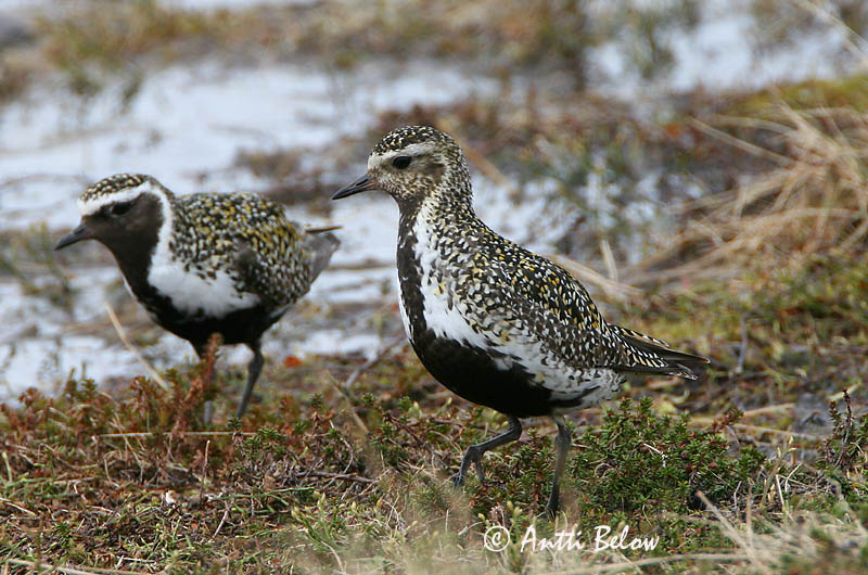 Avainsanat: Daurada grossa Hjejle Goudplevier European Golden Plover Rüüt Kapustarinta Pluvier doré Goldregenpfeifer Aranylile Heiðlóa Heilo Tarambola-dourada Pluvialis apricaria Chorlito Dorado Europeo Ljungpipare