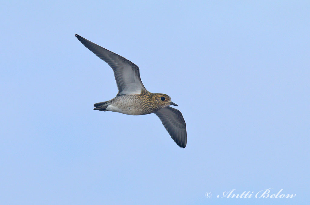 Avainsanat: Daurada grossa Hjejle Goudplevier European Golden Plover Rüüt Kapustarinta Pluvier doré Goldregenpfeifer Aranylile Heiðlóa Heilo Tarambola-dourada Pluvialis apricaria Chorlito Dorado Europeo Ljungpipare