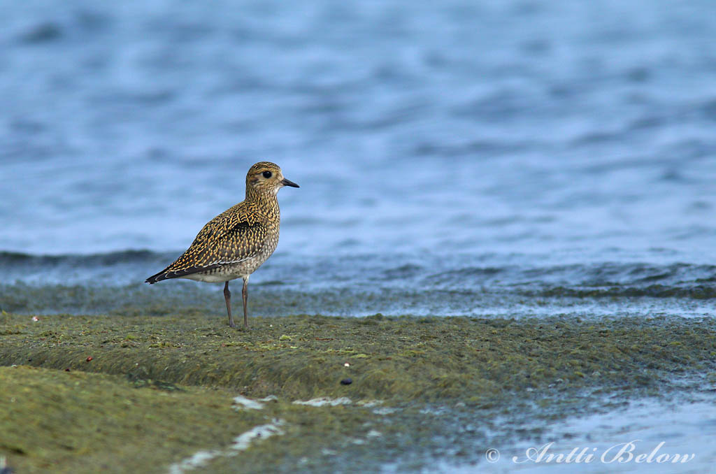 Avainsanat: Daurada grossa Hjejle Goudplevier European Golden Plover Rüüt Kapustarinta Pluvier doré Goldregenpfeifer Aranylile Heiðlóa Heilo Tarambola-dourada Pluvialis apricaria Chorlito Dorado Europeo Ljungpipare