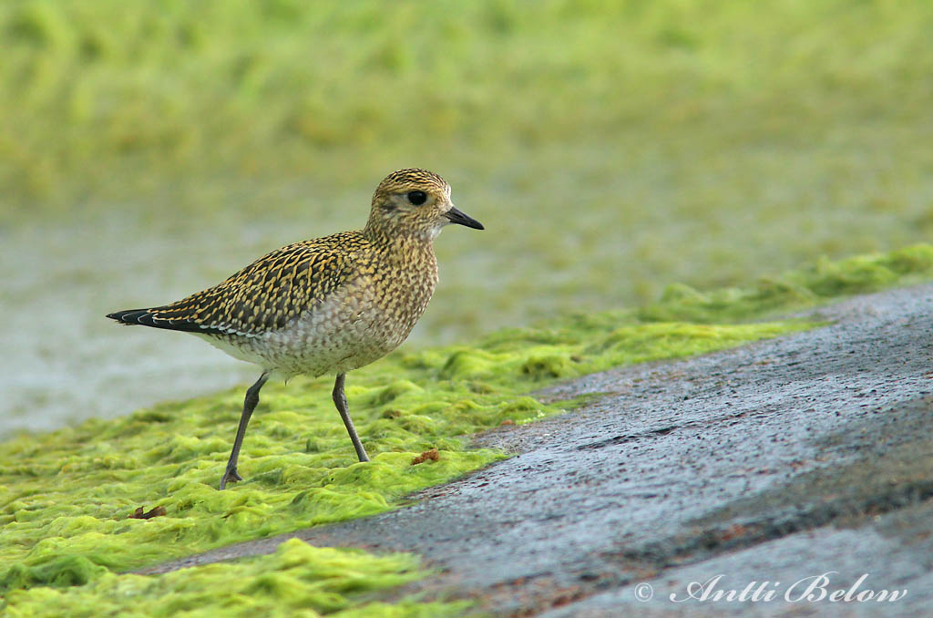 Avainsanat: Daurada grossa Hjejle Goudplevier European Golden Plover Rüüt Kapustarinta Pluvier doré Goldregenpfeifer Aranylile Heiðlóa Heilo Tarambola-dourada Pluvialis apricaria Chorlito Dorado Europeo Ljungpipare