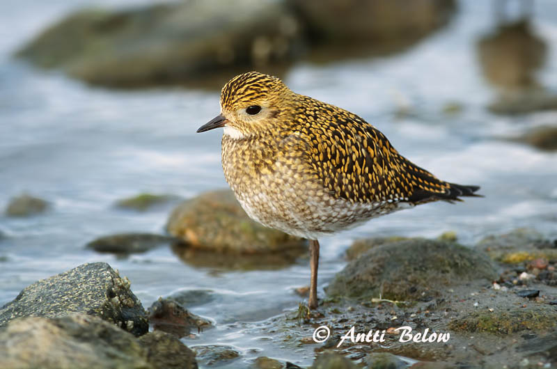 Avainsanat: Daurada grossa Hjejle Goudplevier European Golden Plover Rüüt Kapustarinta Pluvier doré Goldregenpfeifer Aranylile Heiðlóa Heilo Tarambola-dourada Pluvialis apricaria Chorlito Dorado Europeo Ljungpipare