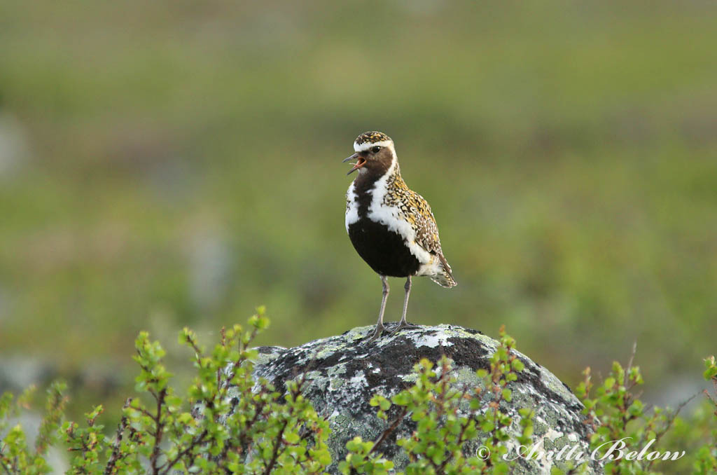 Avainsanat: Daurada grossa Hjejle Goudplevier European Golden Plover Rüüt Kapustarinta Pluvier doré Goldregenpfeifer Aranylile Heiðlóa Heilo Tarambola-dourada Pluvialis apricaria Chorlito Dorado Europeo Ljungpipare