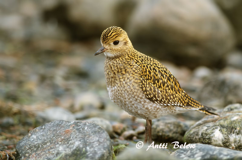 Avainsanat: Daurada grossa Hjejle Goudplevier European Golden Plover Rüüt Kapustarinta Pluvier doré Goldregenpfeifer Aranylile Heiðlóa Heilo Tarambola-dourada Pluvialis apricaria Chorlito Dorado Europeo Ljungpipare