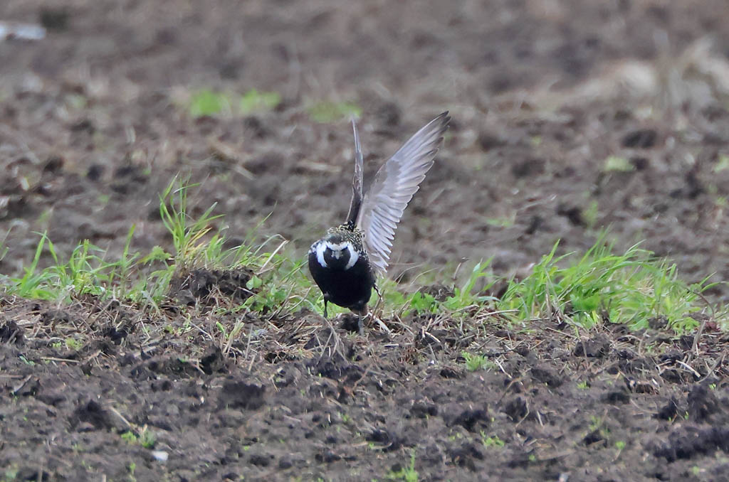 Ylitornio 6/2025
Avainsanat: American Golden Plover Amerikamunaguro Amerikaanse goudplevier Amerikankurmitsa Pluvialis dominica Amerikansk tundrapipare Chorlito Dorado Americano Kanadalo Pluvier bronzé Piviere americano