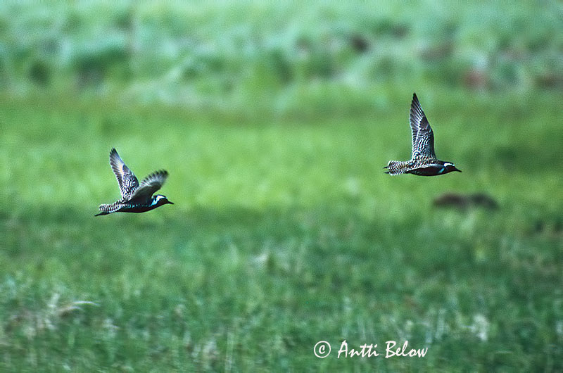 Avainsanat: Daurada petita del Pacífic Sibirisk hjejle Kleine goudplevier Pacific Golden Plover Siperiankurmitsa Pluvier fauve Pazifischer Goldregenpfeifer Szibériai lile Glitlóa Sibirlo Pluvialis fulva Chorlito Dorado Siberiano Sibirisk tundrapipare