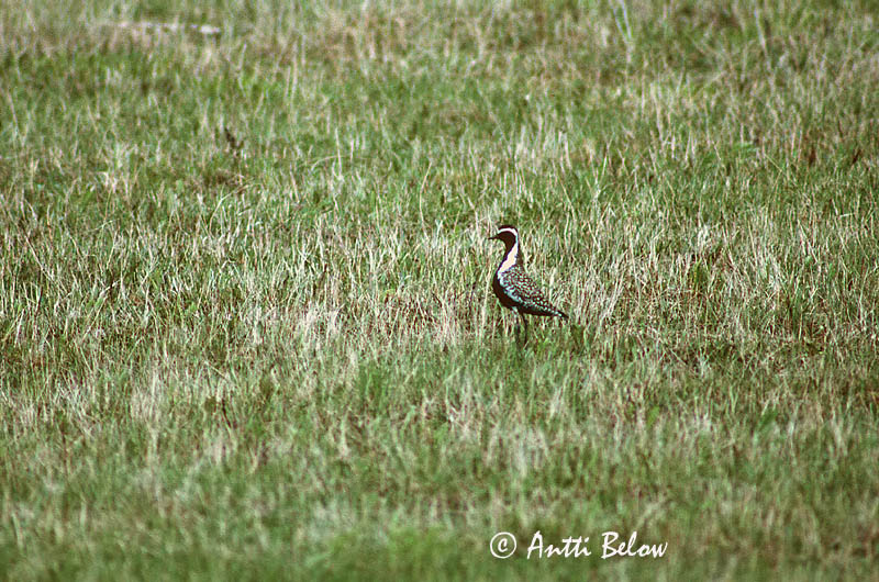 Avainsanat: Daurada petita del Pacífic Sibirisk hjejle Kleine goudplevier Pacific Golden Plover Siperiankurmitsa Pluvier fauve Pazifischer Goldregenpfeifer Szibériai lile Glitlóa Sibirlo Pluvialis fulva Chorlito Dorado Siberiano Sibirisk tundrapipare