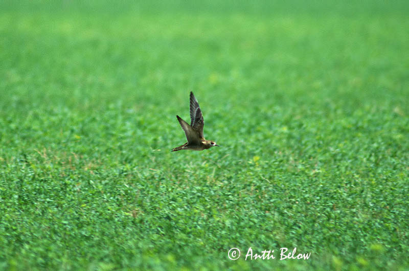 Avainsanat: Daurada petita del Pacífic Sibirisk hjejle Kleine goudplevier Pacific Golden Plover Siperiankurmitsa Pluvier fauve Pazifischer Goldregenpfeifer Szibériai lile Glitlóa Sibirlo Pluvialis fulva Chorlito Dorado Siberiano Sibirisk tundrapipare