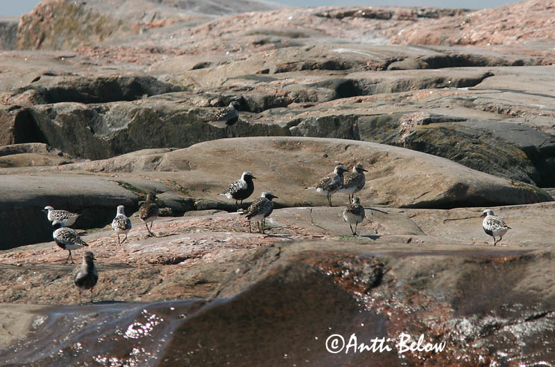 Avainsanat: Pigre gris Strandhjejle Zilverplevier Grey Plover Plüü Tundrakurmitsa Pluvier argenté Kiebitzregenpfeifer Ujjaslile Grálóa Tundralo Tarambola-cinzenta Pluvialis squatarola Chorlito Gris Kustpipare