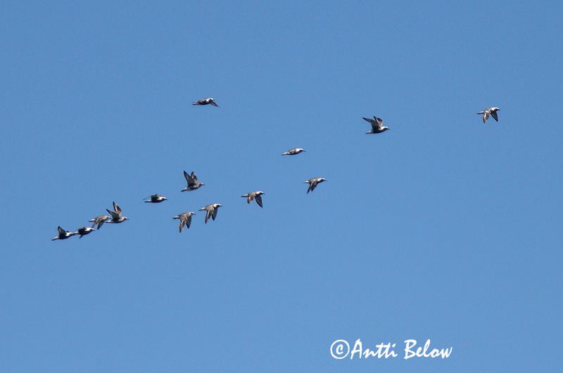Avainsanat: Pigre gris Strandhjejle Zilverplevier Grey Plover Plüü Tundrakurmitsa Pluvier argenté Kiebitzregenpfeifer Ujjaslile Grálóa Tundralo Tarambola-cinzenta Pluvialis squatarola Chorlito Gris Kustpipare