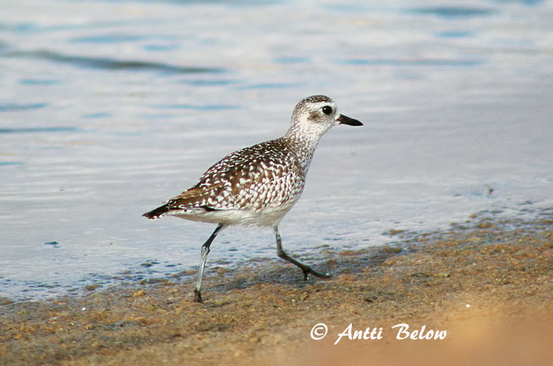 Avainsanat: Pigre gris Strandhjejle Zilverplevier Grey Plover Plüü Tundrakurmitsa Pluvier argenté Kiebitzregenpfeifer Ujjaslile Grálóa Tundralo Tarambola-cinzenta Pluvialis squatarola Chorlito Gris Kustpipare