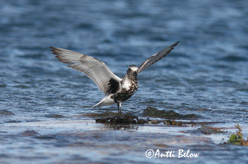 Avainsanat: Pigre gris Strandhjejle Zilverplevier Grey Plover Plüü Tundrakurmitsa Pluvier argenté Kiebitzregenpfeifer Ujjaslile Grálóa Tundralo Tarambola-cinzenta Pluvialis squatarola Chorlito Gris Kustpipare