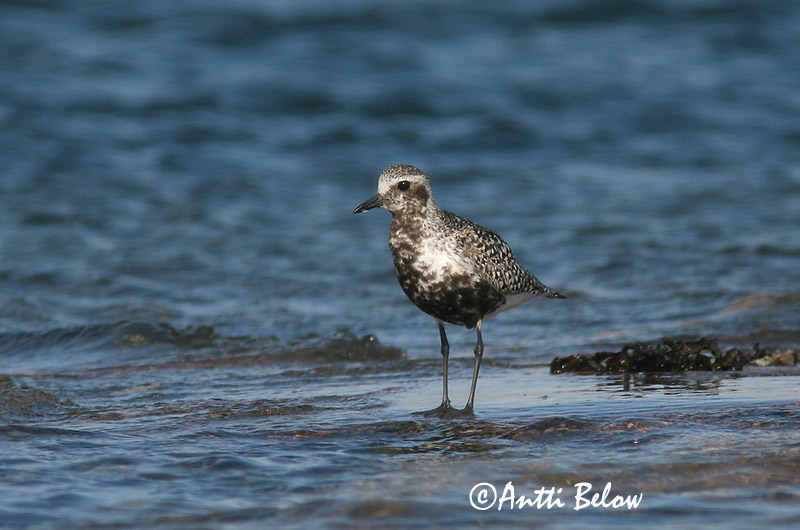 Avainsanat: Pigre gris Strandhjejle Zilverplevier Grey Plover Plüü Tundrakurmitsa Pluvier argenté Kiebitzregenpfeifer Ujjaslile Grálóa Tundralo Tarambola-cinzenta Pluvialis squatarola Chorlito Gris Kustpipare