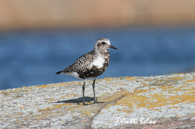 Avainsanat: Pigre gris Strandhjejle Zilverplevier Grey Plover Plüü Tundrakurmitsa Pluvier argenté Kiebitzregenpfeifer Ujjaslile Grálóa Tundralo Tarambola-cinzenta Pluvialis squatarola Chorlito Gris Kustpipare