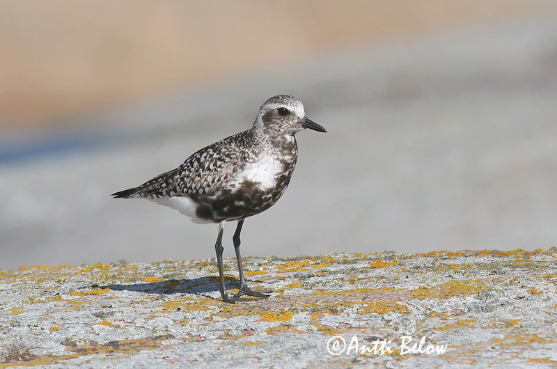 Avainsanat: Pigre gris Strandhjejle Zilverplevier Grey Plover Plüü Tundrakurmitsa Pluvier argenté Kiebitzregenpfeifer Ujjaslile Grálóa Tundralo Tarambola-cinzenta Pluvialis squatarola Chorlito Gris Kustpipare