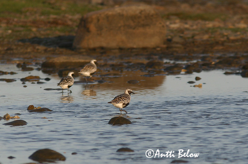 Avainsanat: Pigre gris Strandhjejle Zilverplevier Grey Plover Plüü Tundrakurmitsa Pluvier argenté Kiebitzregenpfeifer Ujjaslile Grálóa Tundralo Tarambola-cinzenta Pluvialis squatarola Chorlito Gris Kustpipare