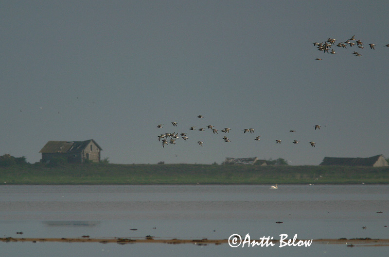 Avainsanat: Pigre gris Strandhjejle Zilverplevier Grey Plover Plüü Tundrakurmitsa Pluvier argenté Kiebitzregenpfeifer Ujjaslile Grálóa Tundralo Tarambola-cinzenta Pluvialis squatarola Chorlito Gris Kustpipare