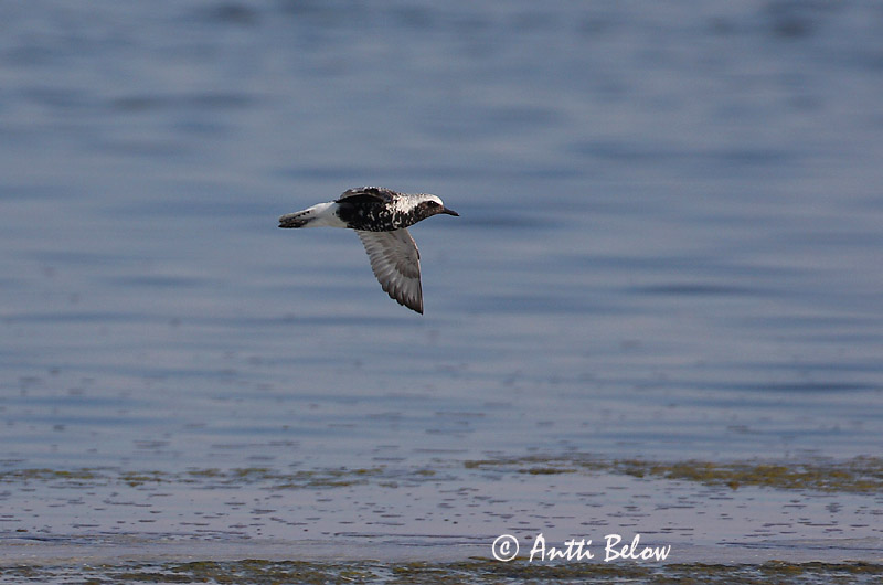 Avainsanat: Pigre gris Strandhjejle Zilverplevier Grey Plover Plüü Tundrakurmitsa Pluvier argenté Kiebitzregenpfeifer Ujjaslile Grálóa Tundralo Tarambola-cinzenta Pluvialis squatarola Chorlito Gris Kustpipare