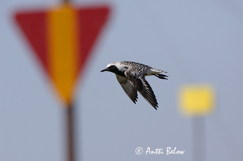 Avainsanat: Pigre gris Strandhjejle Zilverplevier Grey Plover Plüü Tundrakurmitsa Pluvier argenté Kiebitzregenpfeifer Ujjaslile Grálóa Tundralo Tarambola-cinzenta Pluvialis squatarola Chorlito Gris Kustpipare