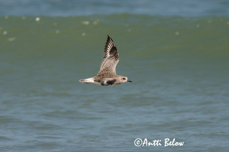 Avainsanat: Pigre gris Strandhjejle Zilverplevier Grey Plover Plüü Tundrakurmitsa Pluvier argenté Kiebitzregenpfeifer Ujjaslile Grálóa Tundralo Tarambola-cinzenta Pluvialis squatarola Chorlito Gris Kustpipare