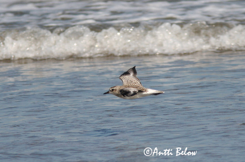 Avainsanat: Pigre gris Strandhjejle Zilverplevier Grey Plover Plüü Tundrakurmitsa Pluvier argenté Kiebitzregenpfeifer Ujjaslile Grálóa Tundralo Tarambola-cinzenta Pluvialis squatarola Chorlito Gris Kustpipare