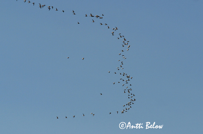 Avainsanat: Pigre gris Strandhjejle Zilverplevier Grey Plover Plüü Tundrakurmitsa Pluvier argenté Kiebitzregenpfeifer Ujjaslile Grálóa Tundralo Tarambola-cinzenta Pluvialis squatarola Chorlito Gris Kustpipare
