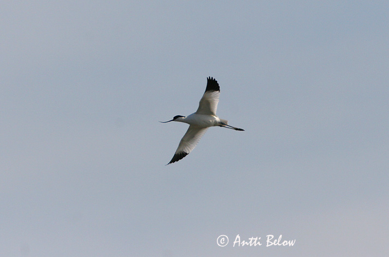 Avainsanat: Bec d'alena Klyde Kluut Pied Avocet Naaskelnokk Avosetti Avocette élégante Säbelschnäbler Gulipán Bjúgnefja Avocetta Avosett Alfaiate Recurvirostra avosetta Avoceta Común Skärfläcka