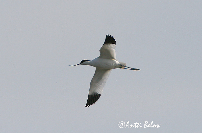 Avainsanat: Bec d'alena Klyde Kluut Pied Avocet Naaskelnokk Avosetti Avocette élégante Säbelschnäbler Gulipán Bjúgnefja Avocetta Avosett Alfaiate Recurvirostra avosetta Avoceta Común Skärfläcka