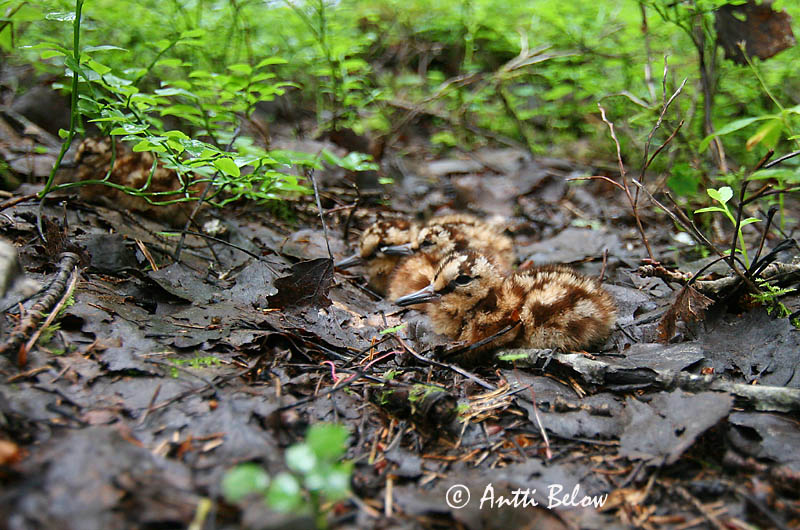 Avainsanat: Becada Skovsneppe Houtsnip Eurasian Woodcock Metskurvits Lehtokurppa Bécasse des bois Waldschnepfe Erdei szalonka Skógarsnípa Beccaccia Rugde Galinhola Scolopax rusticola Chocha Perdiz Morkulla