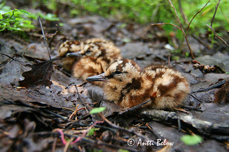 Avainsanat: Becada Skovsneppe Houtsnip Eurasian Woodcock Metskurvits Lehtokurppa Bécasse des bois Waldschnepfe Erdei szalonka Skógarsnípa Beccaccia Rugde Galinhola Scolopax rusticola Chocha Perdiz Morkulla