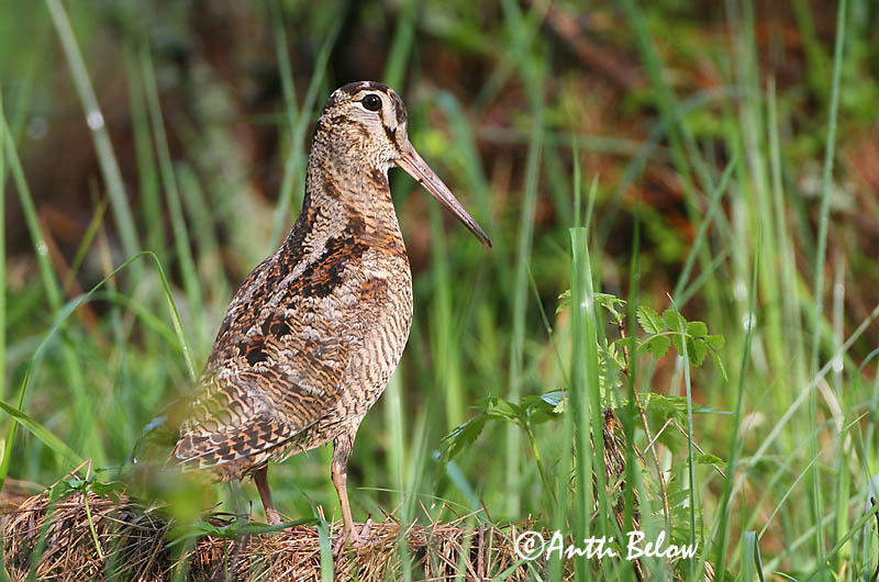 Avainsanat: Becada Skovsneppe Houtsnip Eurasian Woodcock Metskurvits Lehtokurppa Bécasse des bois Waldschnepfe Erdei szalonka Skógarsnípa Beccaccia Rugde Galinhola Scolopax rusticola Chocha Perdiz Morkulla