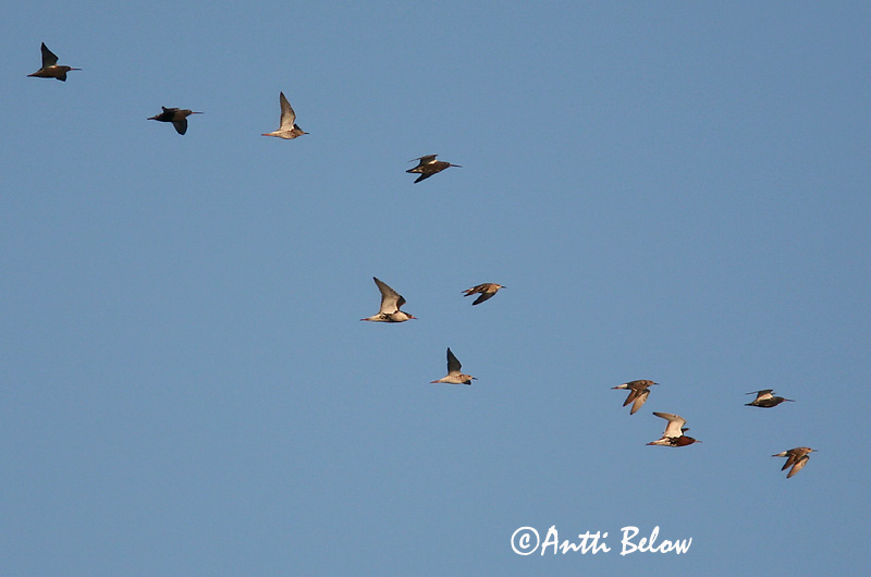 Avainsanat: Gamba roja pintada Sortklire Zwarte ruiter Spotted Redshank Tumetilder Mustaviklo Chevalier arlequin Dunkler Wasserläufer Füstös cankó Sótselkur Totano moro Sotsnipe Perna-vermelha-escuro Tringa erythropus Archibebe Oscuro Svartsnäppa