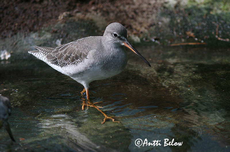 taken in zoo
Avainsanat: Gamba roja pintada Sortklire Zwarte ruiter Spotted Redshank Tumetilder Mustaviklo Chevalier arlequin Dunkler Wasserläufer Füstös cankó Sótselkur Totano moro Sotsnipe Perna-vermelha-escuro Tringa erythropus Archibebe Oscuro Svartsnäppa