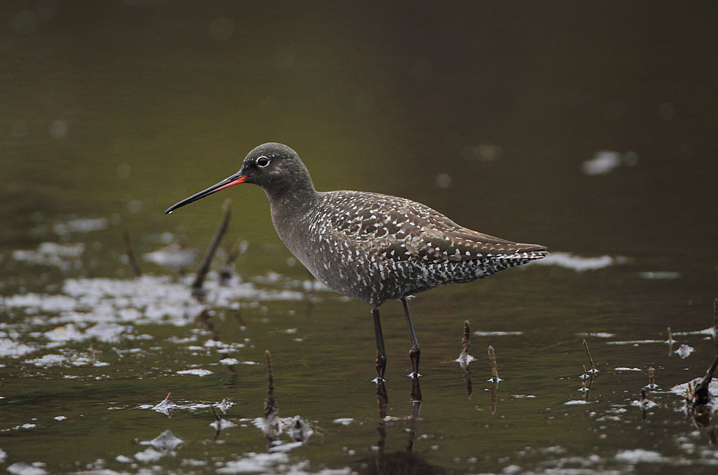 Avainsanat: Gamba roja pintada Sortklire Zwarte ruiter Spotted Redshank Tumetilder Mustaviklo Chevalier arlequin Dunkler Wasserläufer Füstös cankó Sótselkur Totano moro Sotsnipe Perna-vermelha-escuro Tringa erythropus Archibebe Oscuro Svartsnäppa