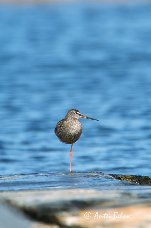 Avainsanat: Gamba roja pintada Sortklire Zwarte ruiter Spotted Redshank Tumetilder Mustaviklo Chevalier arlequin Dunkler Wasserläufer Füstös cankó Sótselkur Totano moro Sotsnipe Perna-vermelha-escuro Tringa erythropus Archibebe Oscuro Svartsnäppa