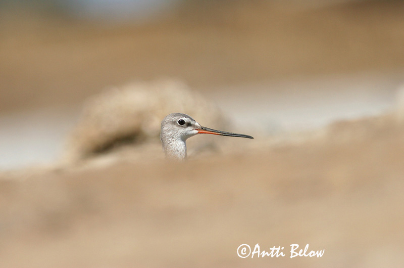 Avainsanat: Gamba roja pintada Sortklire Zwarte ruiter Spotted Redshank Tumetilder Mustaviklo Chevalier arlequin Dunkler Wasserläufer Füstös cankó Sótselkur Totano moro Sotsnipe Perna-vermelha-escuro Tringa erythropus Archibebe Oscuro Svartsnäppa