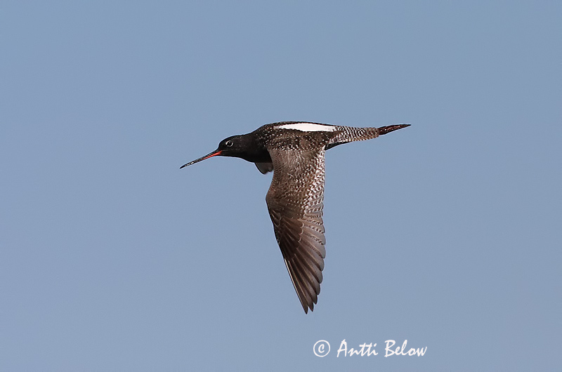 Avainsanat: Gamba roja pintada Sortklire Zwarte ruiter Spotted Redshank Tumetilder Mustaviklo Chevalier arlequin Dunkler Wasserläufer Füstös cankó Sótselkur Totano moro Sotsnipe Perna-vermelha-escuro Tringa erythropus Archibebe Oscuro Svartsnäppa
