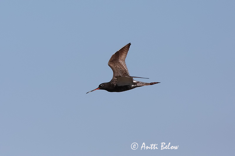 Avainsanat: Gamba roja pintada Sortklire Zwarte ruiter Spotted Redshank Tumetilder Mustaviklo Chevalier arlequin Dunkler Wasserläufer Füstös cankó Sótselkur Totano moro Sotsnipe Perna-vermelha-escuro Tringa erythropus Archibebe Oscuro Svartsnäppa