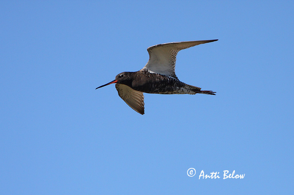 Avainsanat: Gamba roja pintada Sortklire Zwarte ruiter Spotted Redshank Tumetilder Mustaviklo Chevalier arlequin Dunkler Wasserläufer Füstös cankó Sótselkur Totano moro Sotsnipe Perna-vermelha-escuro Tringa erythropus Archibebe Oscuro Svartsnäppa