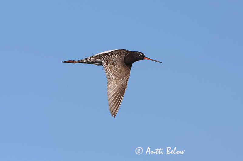 Avainsanat: Gamba roja pintada Sortklire Zwarte ruiter Spotted Redshank Tumetilder Mustaviklo Chevalier arlequin Dunkler Wasserläufer Füstös cankó Sótselkur Totano moro Sotsnipe Perna-vermelha-escuro Tringa erythropus Archibebe Oscuro Svartsnäppa