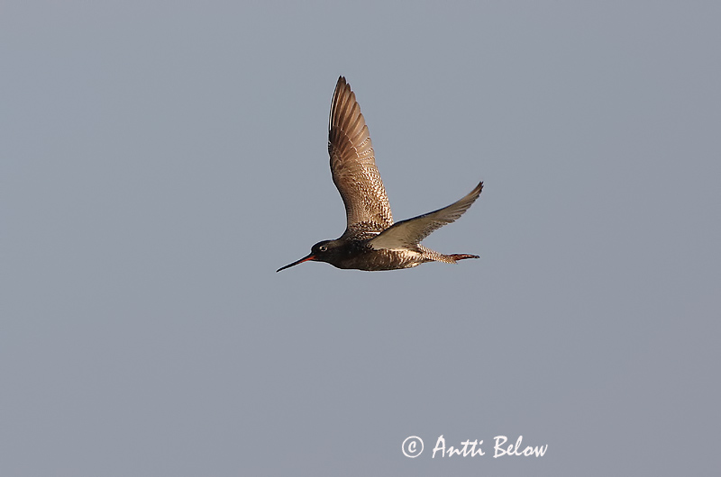 Avainsanat: Gamba roja pintada Sortklire Zwarte ruiter Spotted Redshank Tumetilder Mustaviklo Chevalier arlequin Dunkler Wasserläufer Füstös cankó Sótselkur Totano moro Sotsnipe Perna-vermelha-escuro Tringa erythropus Archibebe Oscuro Svartsnäppa
