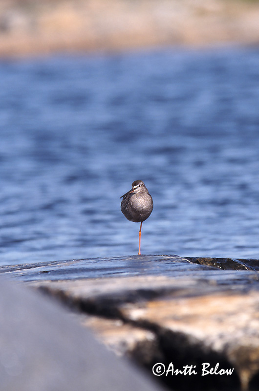 Avainsanat: Gamba roja pintada Sortklire Zwarte ruiter Spotted Redshank Tumetilder Mustaviklo Chevalier arlequin Dunkler Wasserläufer Füstös cankó Sótselkur Totano moro Sotsnipe Perna-vermelha-escuro Tringa erythropus Archibebe Oscuro Svartsnäppa