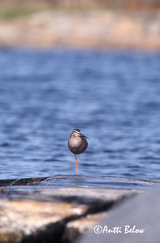 Avainsanat: Gamba roja pintada Sortklire Zwarte ruiter Spotted Redshank Tumetilder Mustaviklo Chevalier arlequin Dunkler Wasserläufer Füstös cankó Sótselkur Totano moro Sotsnipe Perna-vermelha-escuro Tringa erythropus Archibebe Oscuro Svartsnäppa
