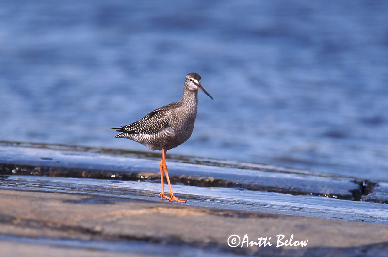 Avainsanat: Gamba roja pintada Sortklire Zwarte ruiter Spotted Redshank Tumetilder Mustaviklo Chevalier arlequin Dunkler Wasserläufer Füstös cankó Sótselkur Totano moro Sotsnipe Perna-vermelha-escuro Tringa erythropus Archibebe Oscuro Svartsnäppa