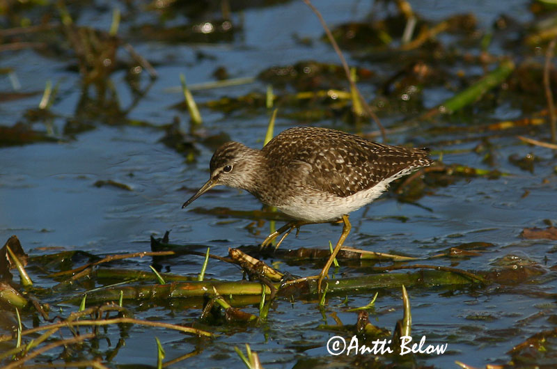 Avainsanat: Valona Tinksmed Bosruiter Wood Sandpiper Mudatilder Liro Chevalier sylvain Bruchwasserläufer Réti cankó Flóastelkur Piro-piro boschereccio Grønnstilk Maçarico-bastardo Tringa glareola Andarríos Bastardo Grönbena