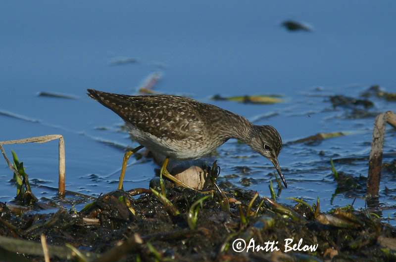Avainsanat: Valona Tinksmed Bosruiter Wood Sandpiper Mudatilder Liro Chevalier sylvain Bruchwasserläufer Réti cankó Flóastelkur Piro-piro boschereccio Grønnstilk Maçarico-bastardo Tringa glareola Andarríos Bastardo Grönbena