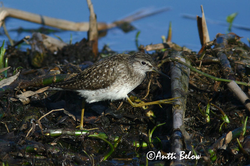 Avainsanat: Valona Tinksmed Bosruiter Wood Sandpiper Mudatilder Liro Chevalier sylvain Bruchwasserläufer Réti cankó Flóastelkur Piro-piro boschereccio Grønnstilk Maçarico-bastardo Tringa glareola Andarríos Bastardo Grönbena
