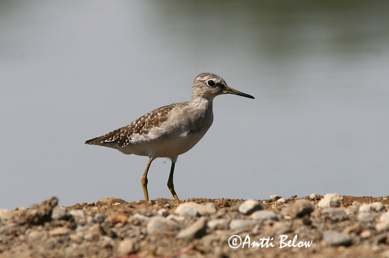 Avainsanat: Valona Tinksmed Bosruiter Wood Sandpiper Mudatilder Liro Chevalier sylvain Bruchwasserläufer Réti cankó Flóastelkur Piro-piro boschereccio Grønnstilk Maçarico-bastardo Tringa glareola Andarríos Bastardo Grönbena