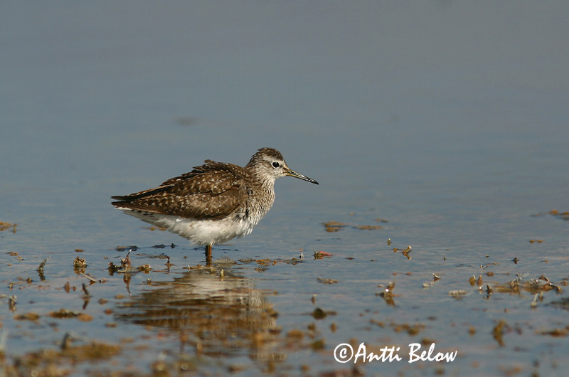 Avainsanat: Valona Tinksmed Bosruiter Wood Sandpiper Mudatilder Liro Chevalier sylvain Bruchwasserläufer Réti cankó Flóastelkur Piro-piro boschereccio Grønnstilk Maçarico-bastardo Tringa glareola Andarríos Bastardo Grönbena