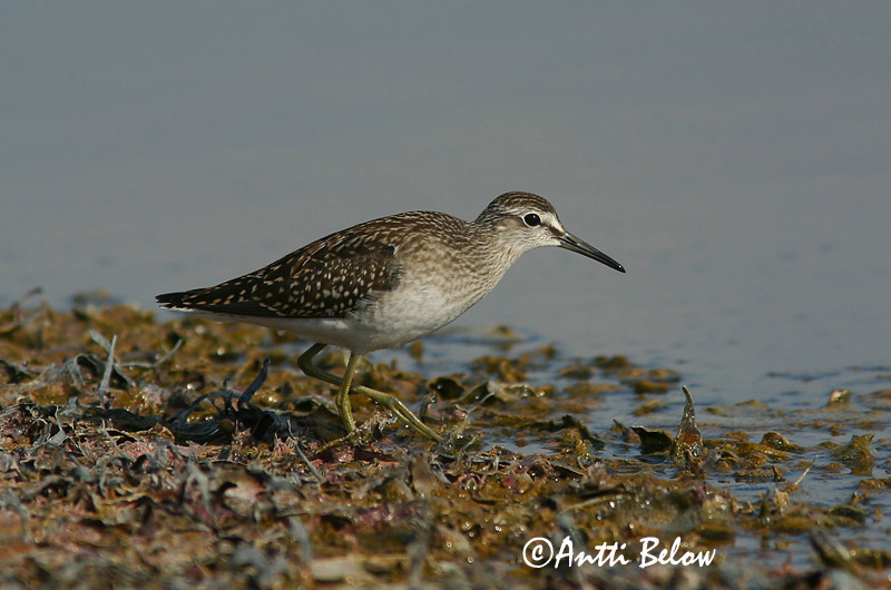 Avainsanat: Valona Tinksmed Bosruiter Wood Sandpiper Mudatilder Liro Chevalier sylvain Bruchwasserläufer Réti cankó Flóastelkur Piro-piro boschereccio Grønnstilk Maçarico-bastardo Tringa glareola Andarríos Bastardo Grönbena